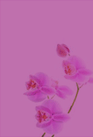vagisil.ru